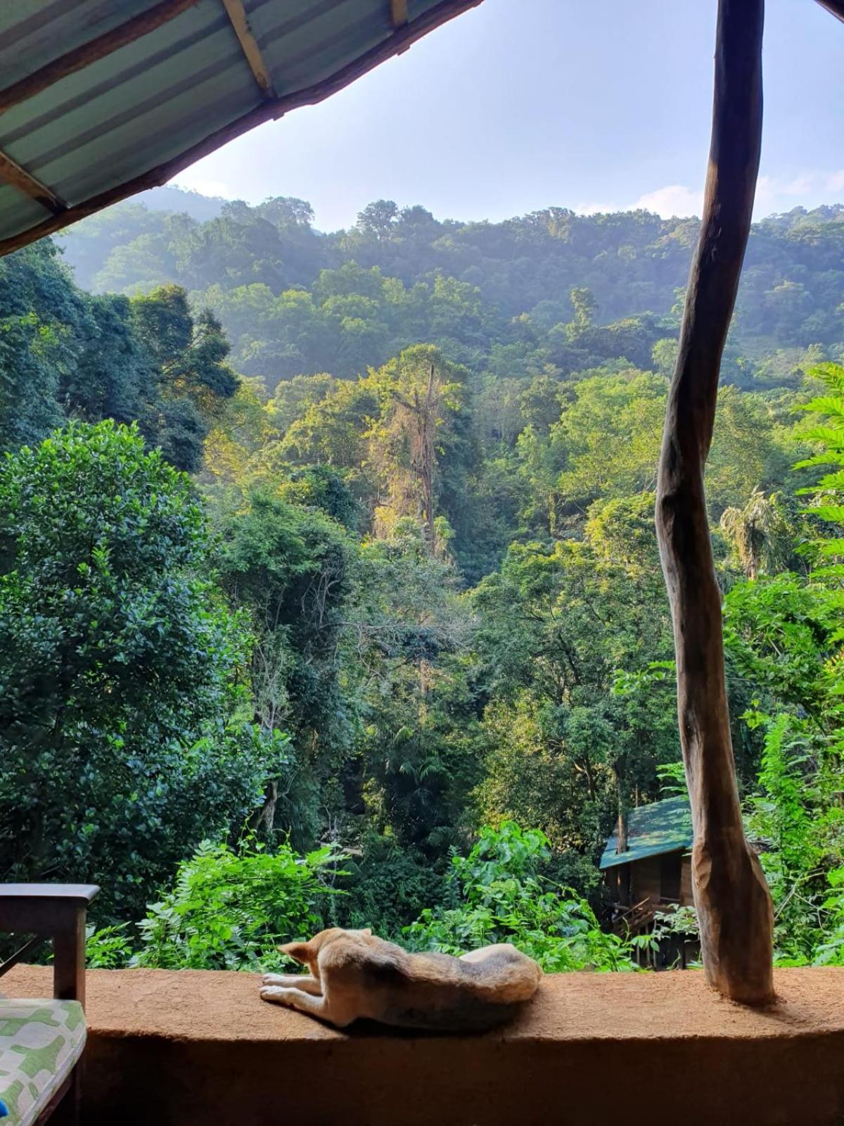 Chalet In The Jungle Pallegama エクステリア 写真