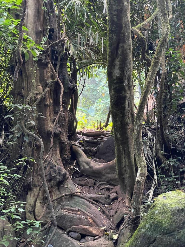 Chalet In The Jungle Pallegama 部屋 写真